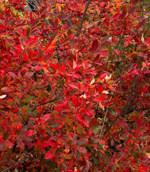 Aronia arbutifolia 'Brilliant'